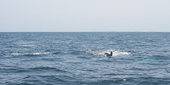 _DSC0176
