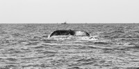 Coastal New England - Provincetown Whales