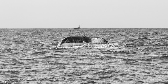 _DSC0268