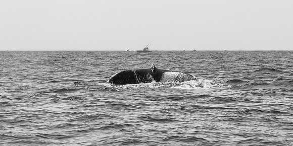 _DSC0267